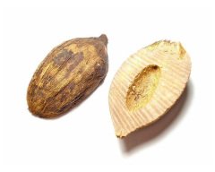 Tesbih yapımı için Kuka Hammaddesi