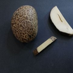 Sistem Püsküllü İmzalı Kapsül Kesim Az Hatalı Narçıl Tesbih