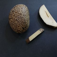 Sistem Püsküllü İmzalı Kapsül Kesim Az Hatalı Narçıl Tesbih